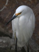 Egret3.jpg