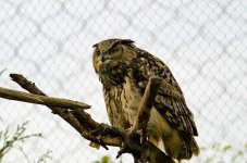 DSC_2020-2.jpg