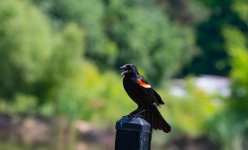 DSC_4970.jpg