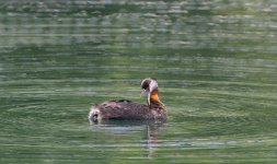 DSC_2799.jpg