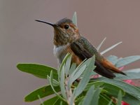 Hummer3.jpg