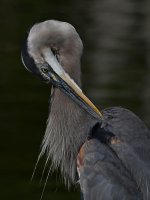 BlueHeron3.jpg