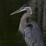 BlueHeron5.jpg