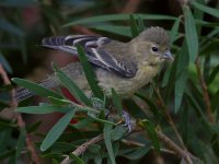 Goldfinch5.jpg
