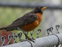 Robin3.jpg