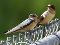 Swallow3.jpg