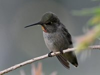 Hummer8.jpg