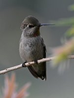 Hummer9.jpg