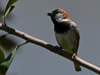 Sparrow2.jpg