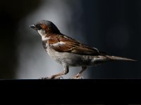 Sparrow15.jpg