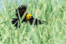 YellowheadedBB-926.jpg