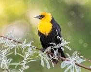YellowheadedBB-927.jpg