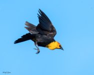 YellowheadedBB-928.jpg