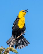 YellowheadedBB-929.jpg