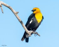 YellowheadedBB-930.jpg