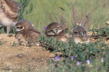 BurrowingOwlTrio-926.jpg