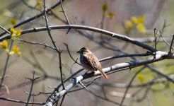 DSC_0446.jpg