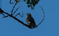 DSC_4342.jpg
