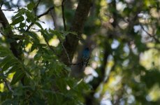 DSC_4296.jpg