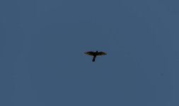 DSC_5731.jpg
