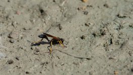 DSC_2712.jpg