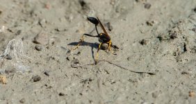 DSC_2715.jpg