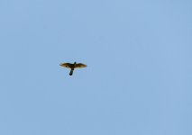 DSC_5731.jpg