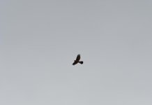 DSC_1666.jpg