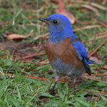 Bluebird.jpg