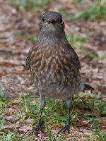 Bluebird7.jpg