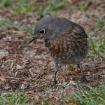 Bluebird11.jpg