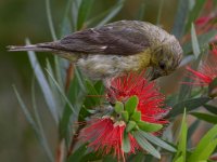 Goldfinch2.jpg