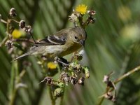 Goldfinch7.jpg