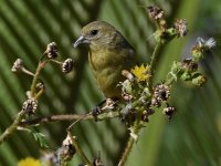 Goldfinch9.jpg
