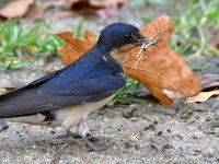 Swallow3.jpg