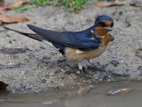 Swallow9.jpg