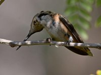 Hummer10.jpg