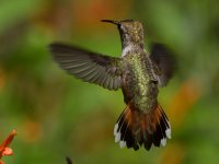 Hummer23.jpg