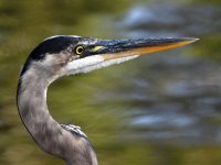 BlueHeron.jpg
