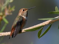 Hummer4.jpg