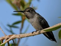 Hummer6.jpg