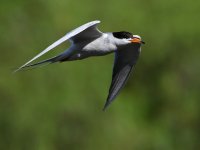 Tern2.jpg