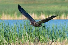 EagleFledge-936.jpg