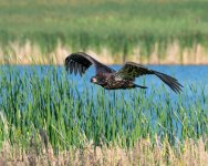 EagleFledge-937.jpg