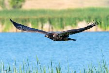 EagleFledge-938.jpg