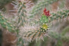 07-06-21-CR-_D501408-ON1.jpg