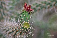 07-06-21-CR-_D501409-ON1.jpg