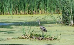 DSC_5420.jpg