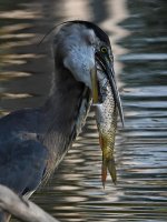 BlueHeron6.jpg