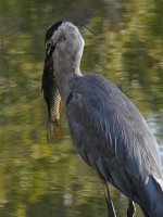 BlueHeron9.jpg